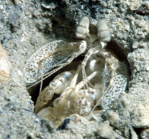 Lysiosquillina sulcata